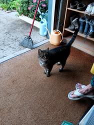 Reunited Unknown Cat last seen Eisenhower and Dawn, Angola, NY 14006