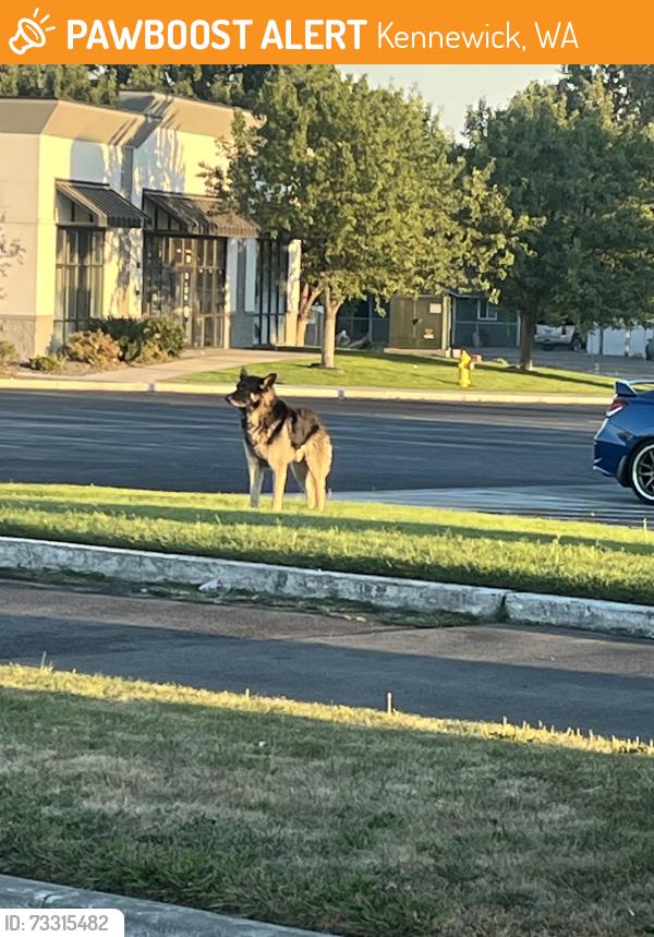 Found/Stray Unknown Dog last seen Canal de, Kennewick, WA 99336