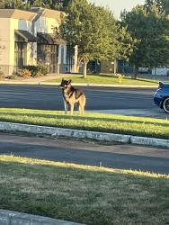 Found/Stray Unknown Dog last seen Canal de, Kennewick, WA 99336