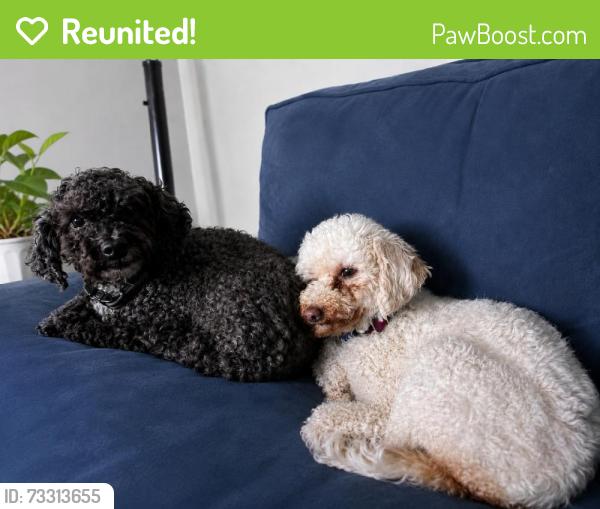 Reunited Male Dog last seen Near Meadow View Dr, Cleburne, TX 76033, USA, Cleburne, TX 76033