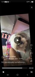 Reunited Female Dog last seen Chapel , apple tree rd, Amelia, OH 45102