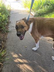 Reunited Male Dog last seen Jackson Elementary school in Holland Park, Colorado Springs, CO 80907