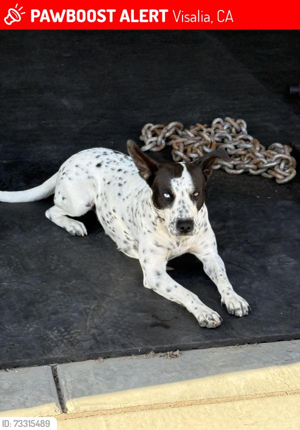 Lost Female Dog last seen River way Sports park, Visalia, CA 93291