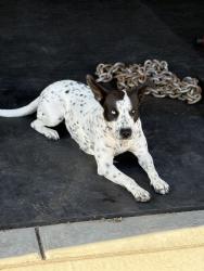 Lost Female Dog last seen River way Sports park, Visalia, CA 93291