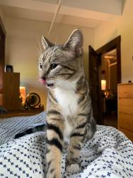 Reunited Female Cat last seen Raymond Ave, Vassar College, NY 12603