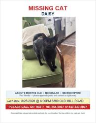Lost Female Cat last seen Old mill rd near poages farm, Roanoke, VA 24018