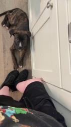 Reunited Male Dog last seen Bedstrow and Hampshire, Citrus Springs, FL 34434