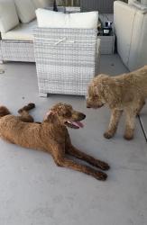 Reunited Unknown Dog last seen 184th, Miami-Dade County, FL 33177