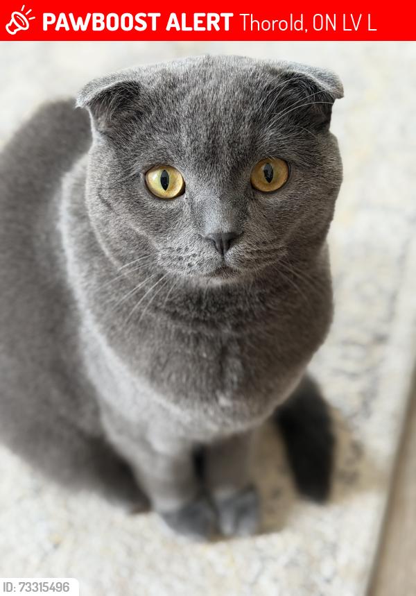 Lost Male Cat last seen Thorold Winterberry, Thorold, ON L2V 0L7