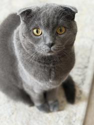 Lost Male Cat last seen Thorold Winterberry, Thorold, ON L2V 0L7