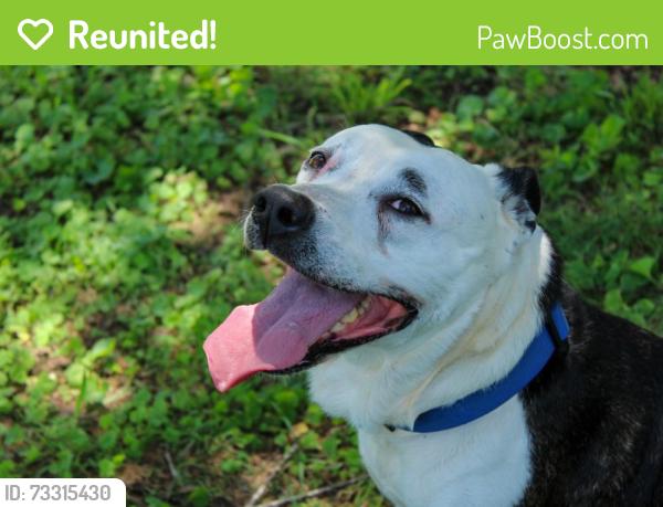 Reunited Male Dog last seen Wood ave burlington, Burlington, NC 27215