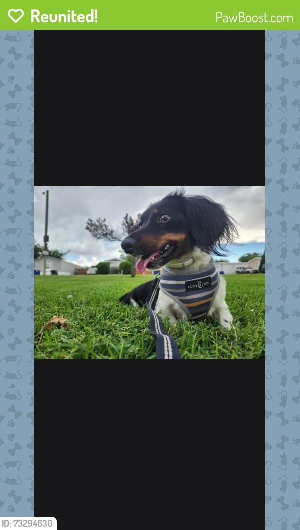 Reunited Male Dog last seen Botts St SE, Albuquerque, NM 87123, USA, Albuquerque, NM 87123