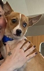 Lost Male Dog last seen Sabal Club apmts, Wekiwa Springs, FL 32779