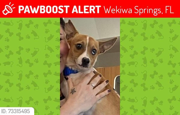 Lost Male Dog last seen Sabal Club apmts, Wekiwa Springs, FL 32779
