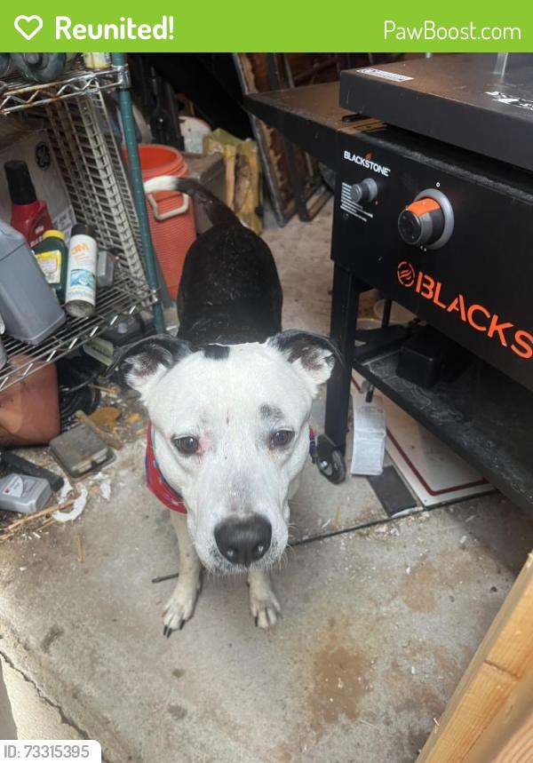 Reunited Male Dog last seen Bradley street, Burlington, NC 27215