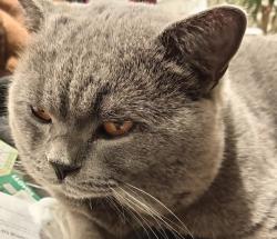 Lost Male Cat last seen ha6 2sp, Greater London, England HA6 2SP