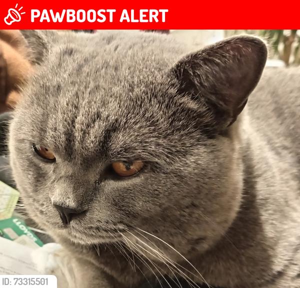 Lost Male Cat last seen ha6 2sp, Greater London, England HA6 2SP