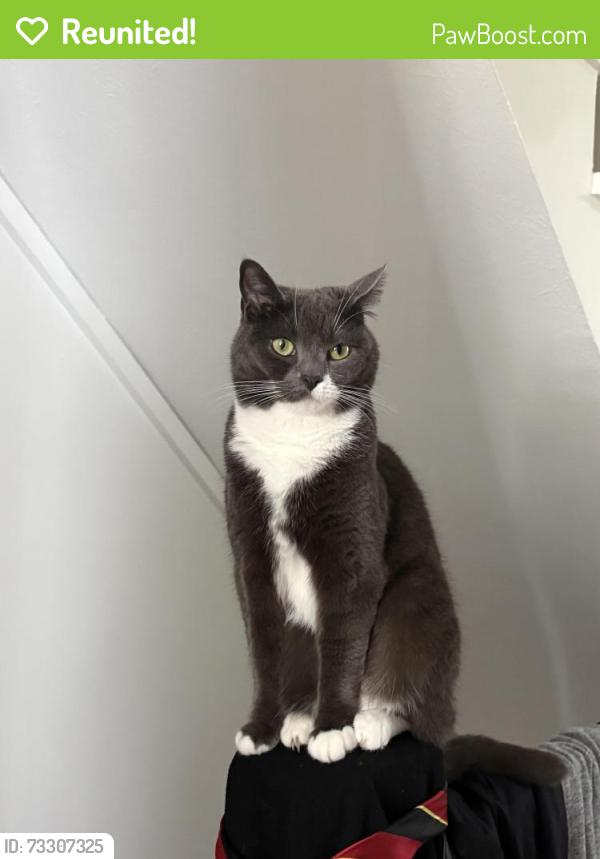 Reunited Female Cat last seen Colindale McDonald’s, Greater London, England NW9 6BP