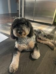 Reunited Unknown Dog last seen 6th st. plumer, Tucson, AZ 85719