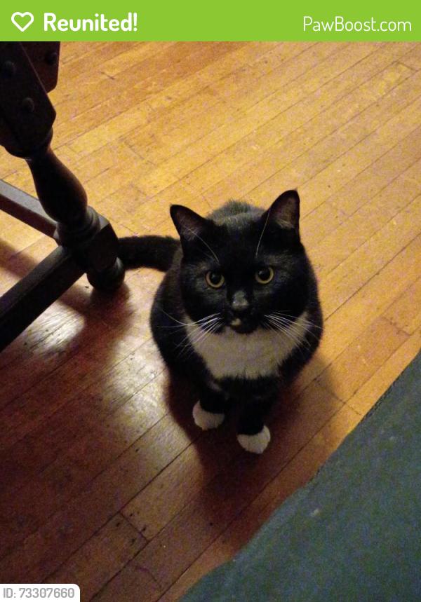 Reunited Male Cat last seen Chesnut, Coraopolis, PA 15108