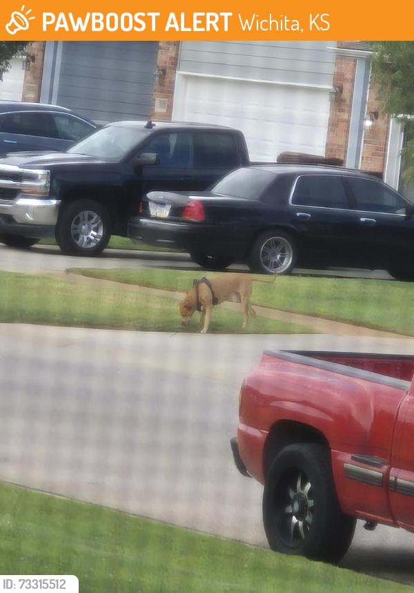 Found/Stray Unknown Dog last seen South Dodge Street at South Dodge court, Wichita, KS 67217