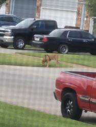 Found/Stray Unknown Dog last seen South Dodge Street at South Dodge court, Wichita, KS 67217