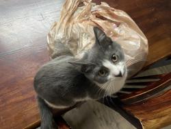 Lost Female Cat last seen bruce rd, jumped out of my car. We go on road trips sometimes if there short. Ran into the woods. :(, Mars Hill, NC 28754