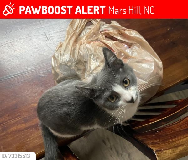 Lost Female Cat last seen bruce rd, jumped out of my car. We go on road trips sometimes if there short. Ran into the woods. :(, Mars Hill, NC 28754