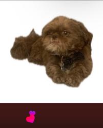 Reunited Male Dog last seen Archer & California, Chicago, IL 60602
