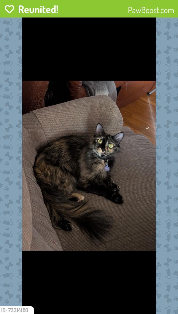 Reunited Female Cat last seen Valley Fair Mall, West Valley City, UT 84119