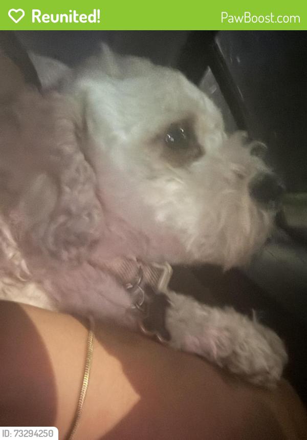 Reunited Male Dog last seen 55th and pulaski, Chicago, IL 60632