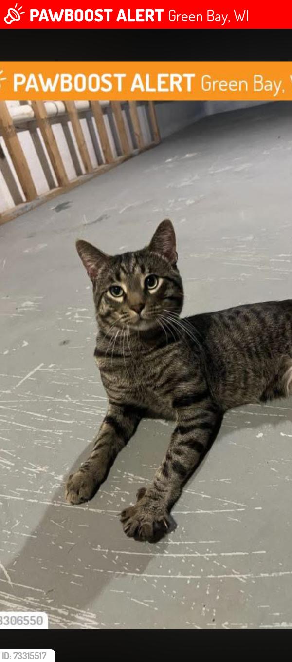 Lost Male Cat last seen Near Charles st green bay wi, Green Bay, WI 54302