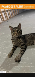 Lost Male Cat last seen Near Charles st green bay wi, Green Bay, WI 54302