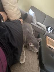 Lost Male Cat last seen Bruce Beer and Rutherford, Brampton, ON L6V 3J2