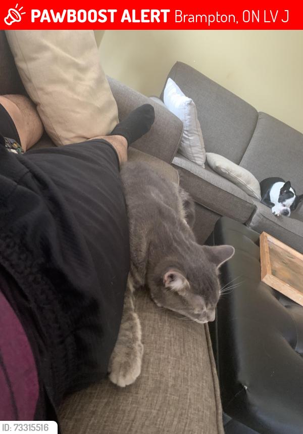 Lost Male Cat last seen Bruce Beer and Rutherford, Brampton, ON L6V 3J2