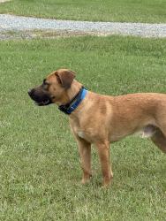 Reunited Male Dog last seen Guess Rd and Charlie Monk Rd, Person County, NC 27541