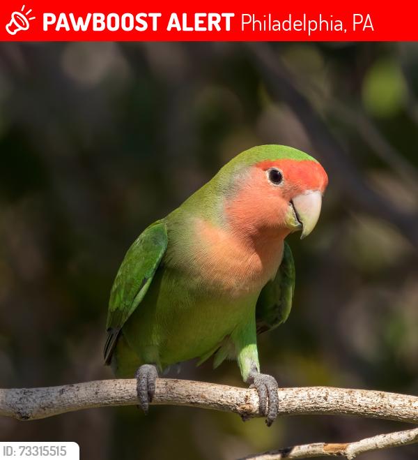 Lost Female Bird last seen Near N 5th St, Philadelphia, PA 19120, Philadelphia, PA 19126