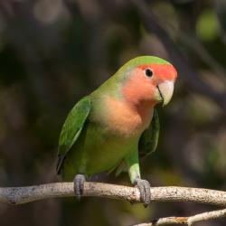 Lost Female Bird last seen Near N 5th St, Philadelphia, PA 19120, Philadelphia, PA 19126