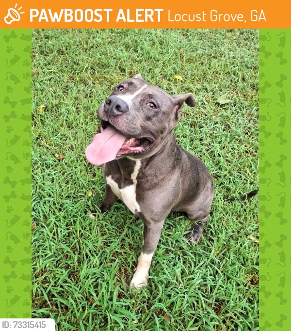 Found/Stray Male Dog last seen Walmart, Locust Grove, GA 30248