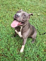 Found/Stray Male Dog last seen Walmart, Locust Grove, GA 30248
