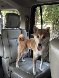 Found/Stray Female Dog last seen Saint Jerome Catholic Church across from Edgewood elementary, Houston, TX 77080