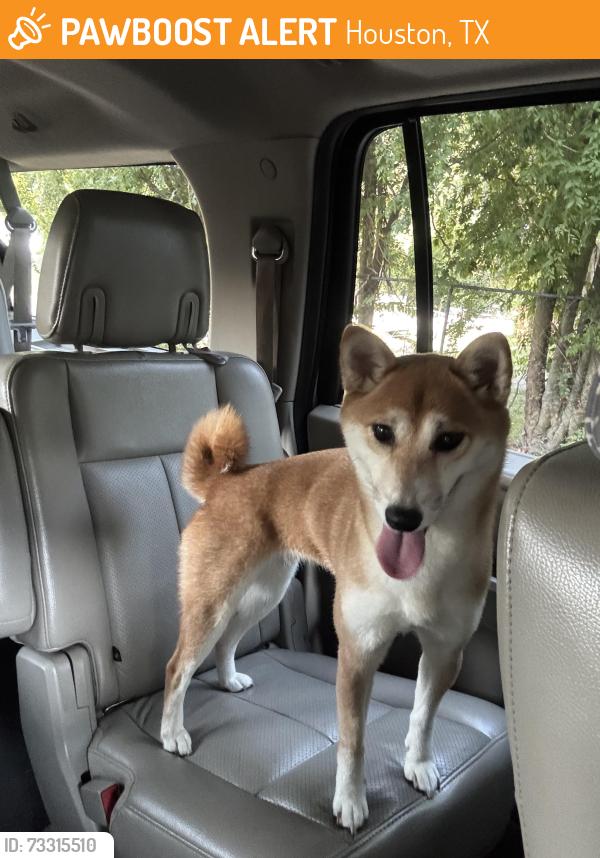 Found/Stray Female Dog last seen Saint Jerome Catholic Church across from Edgewood elementary, Houston, TX 77080