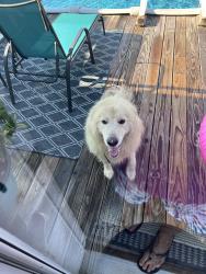 Found/Stray Unknown Dog last seen Near friendly Grove Church Road Millers Creek North Carolina, Millers Creek, NC 28651