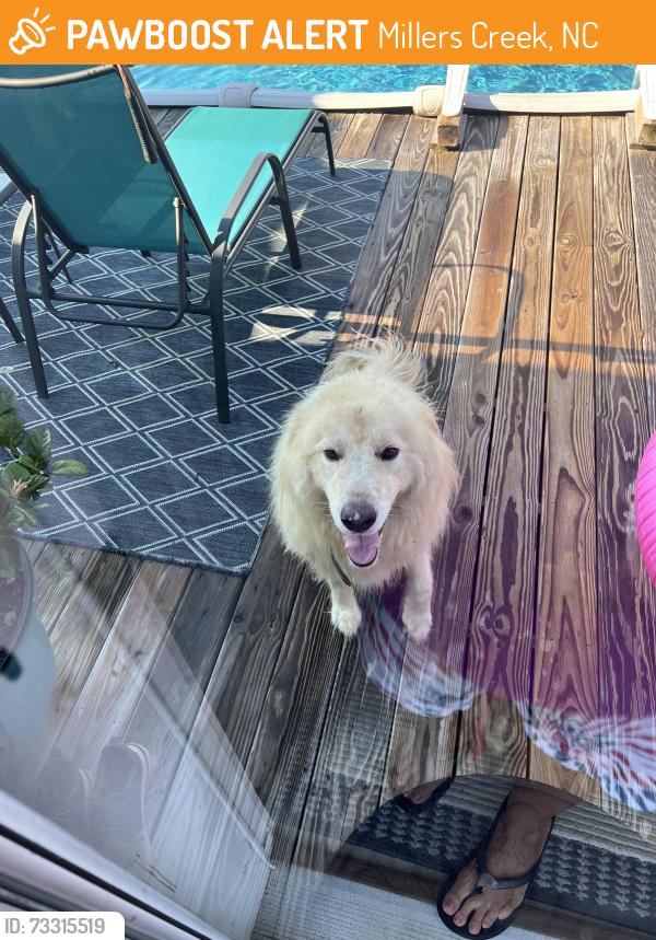 Found/Stray Unknown Dog last seen Near friendly Grove Church Road Millers Creek North Carolina, Millers Creek, NC 28651