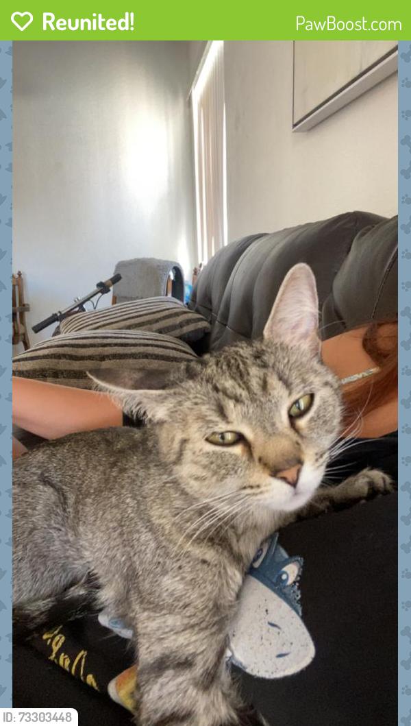 Reunited Female Cat last seen By 620 Ellen road, last seen by her humans last night, Newport News, VA 23605