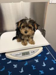 Lost Male Dog last seen Natural Bridge & Taylor, St. Louis, MO 63115