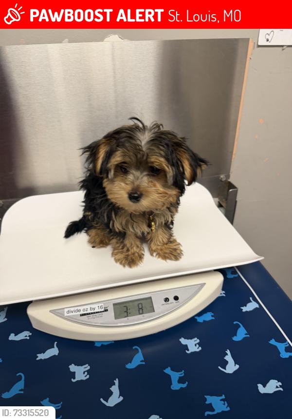 Lost Male Dog last seen Natural Bridge & Taylor, St. Louis, MO 63115