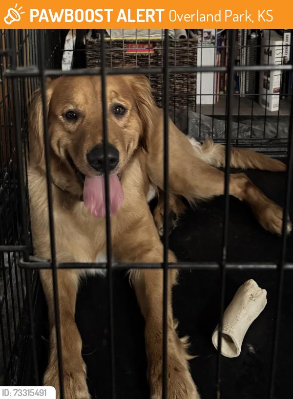 Found/Stray Male Dog last seen 154th Street and Newton, Overland Park, KS 66223