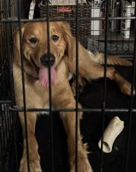 Found/Stray Male Dog last seen 154th Street and Newton, Overland Park, KS 66223