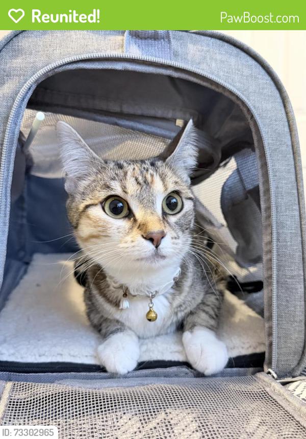 Reunited Female Cat last seen Quebec and 12th st, Denver, CO 80220